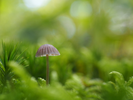 Zwarte melksteelmycena