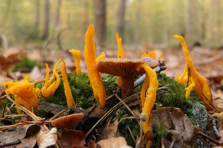 Bijzondere exemplaren