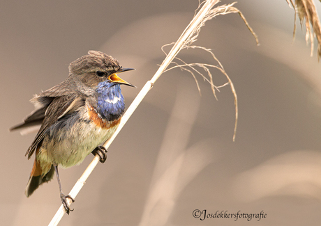 blauwborst