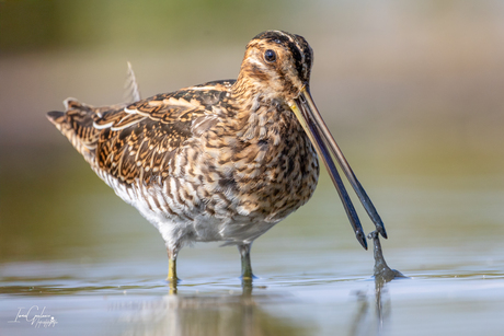 Watersnip