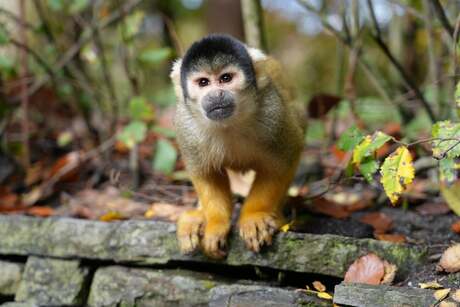 Aapje uit de mouw.. euu op de muur