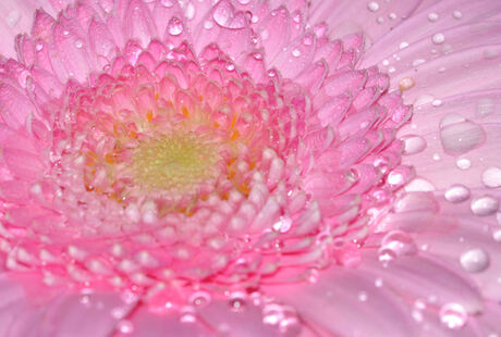 Gerbera in het water.