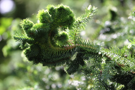 Detail van een denneboom