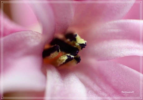 Het hartje van een Hyacinth....