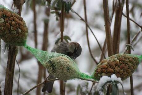 vogels