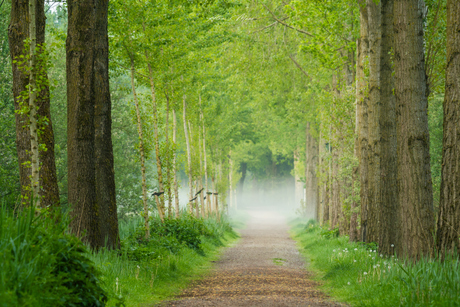 Mist in het bos