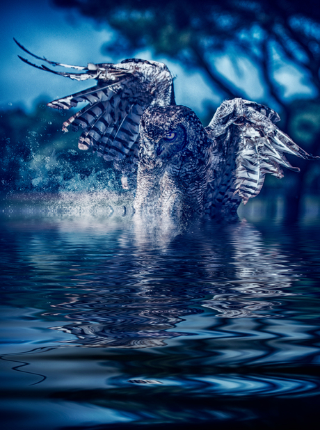 Owl dive