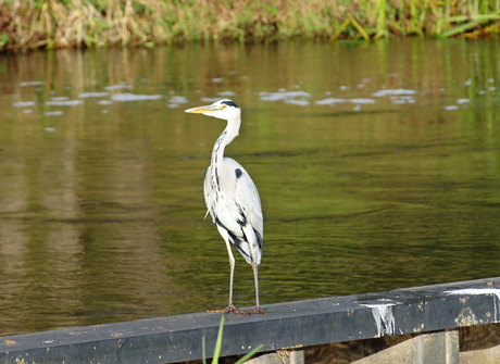 Blauwe reiger