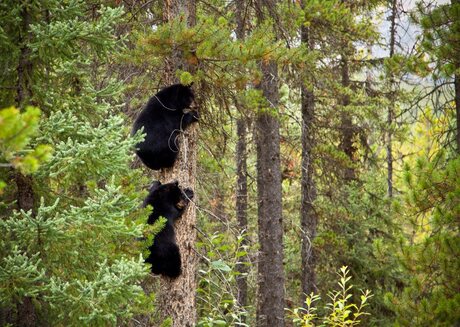 Canada Black Bear cubs