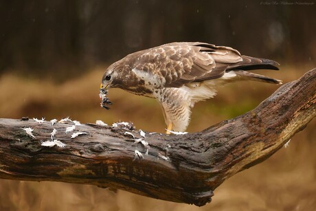 Buizerd