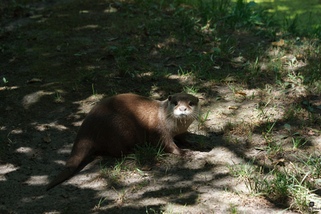 otter net uit het water