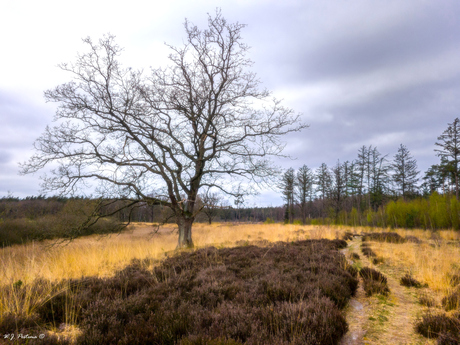 Single tree. 