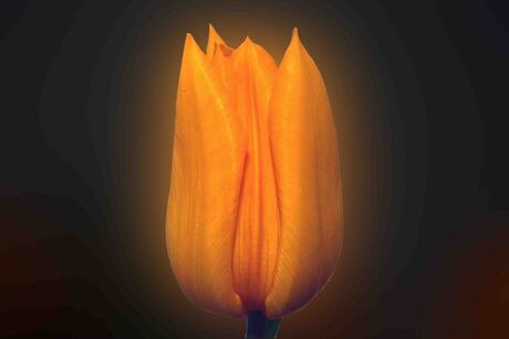 Tulp