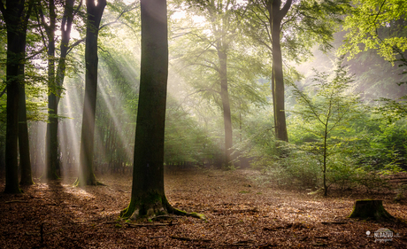 De verdwenen boom