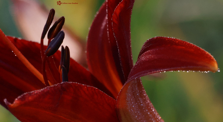 Mooie lelie tijdens zonsopkomst