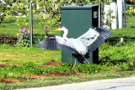 P1300906    OEPS    Net op tijd overgestoken     H v Holland    Haakweg  16 april 2026    