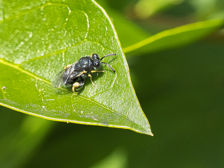 Brachymeria tibialis (Bronswesp)