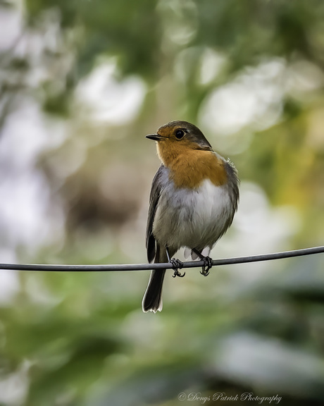 Robin - Roodborst - Erithacus rubecula..