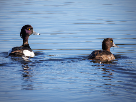 Man en vrouw Kuifeend