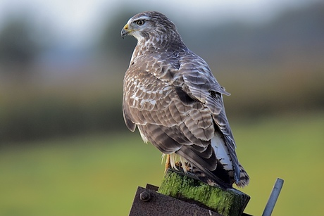 Alles in de peiling..