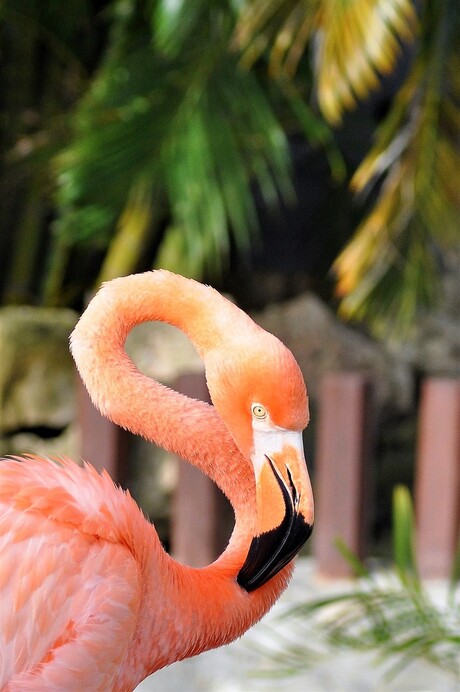 Flamingo