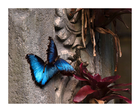 Blauwe Morpho in Duo