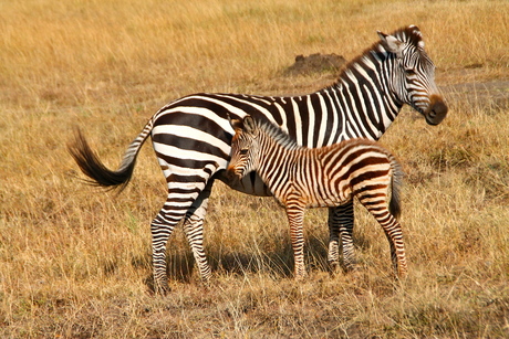 Masai mara