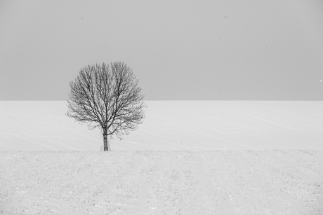 Bomen en sneeuw