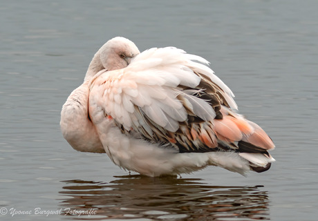 Flamingo in ruste 