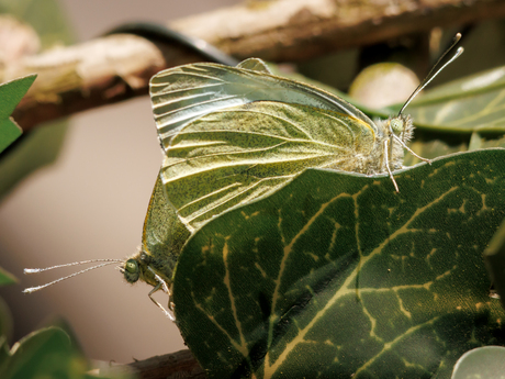 Paringstijd is begonnen 