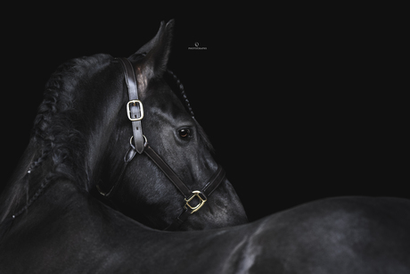 Fine Art fotoshoot met een fries paard.