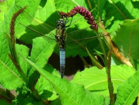 Libelle