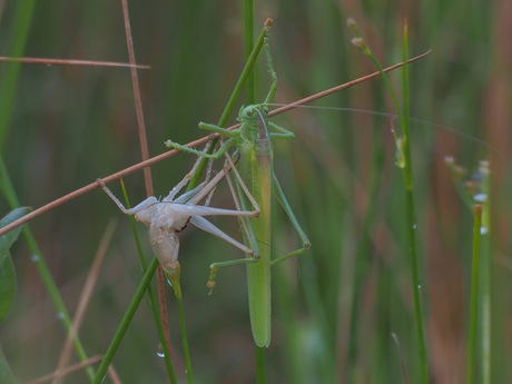 Grote groene sabelsprinkhaan