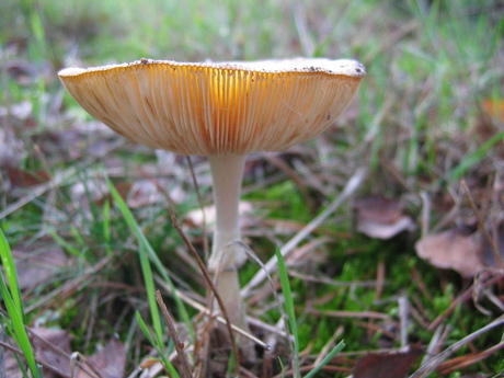 Paddestoel in NP de Maasduinen