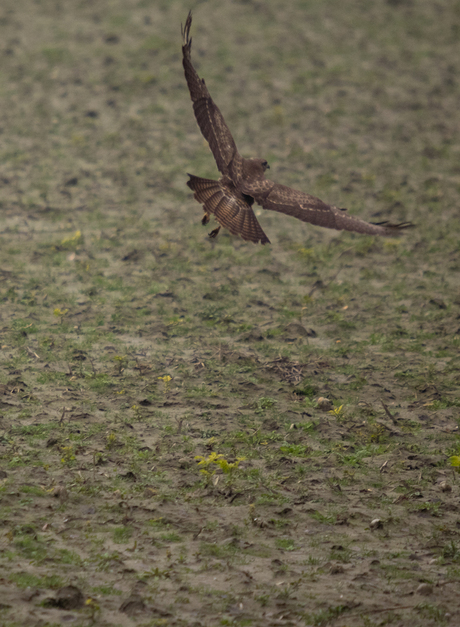 Buizerd