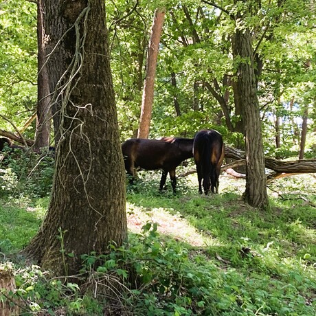 bos koelte