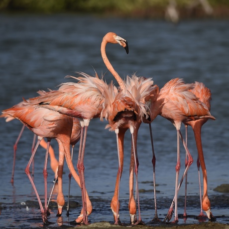 flamingo,s