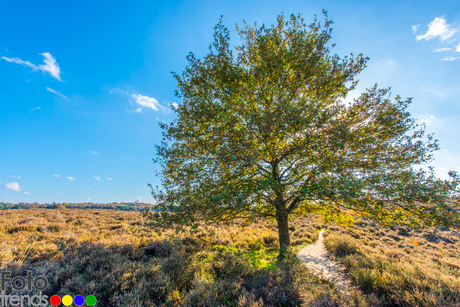 Zon achter de bomen