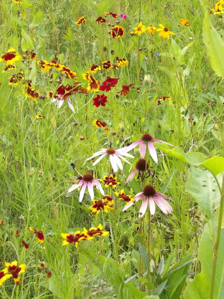 wilde bloemen in kasteeltuinen arcen