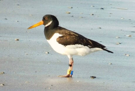 weet u nog... X en  Y chromosoom?