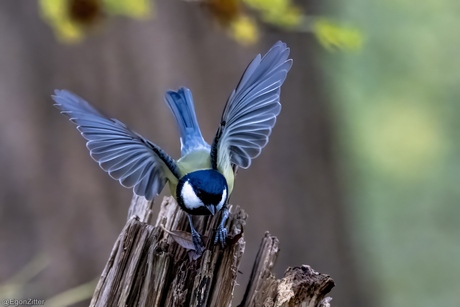 koolmeesje vliegt weg