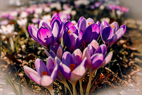 Prachtige krokussen 
