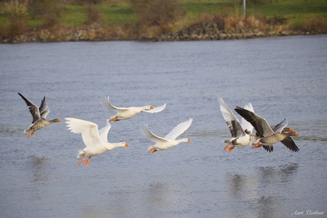 huisganzen en de grauwe ganzen 