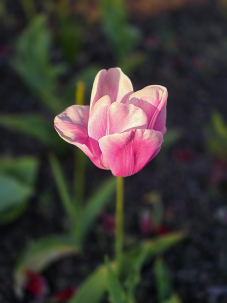 Roze Tulp
