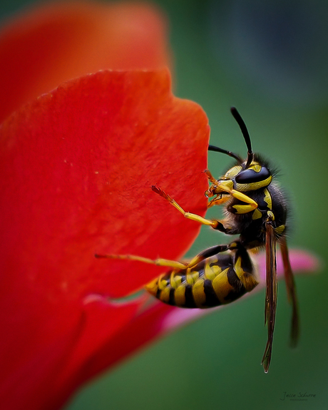 wesp op bloem 