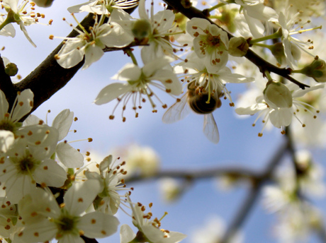 bloesems en bijen (ondersteboven)