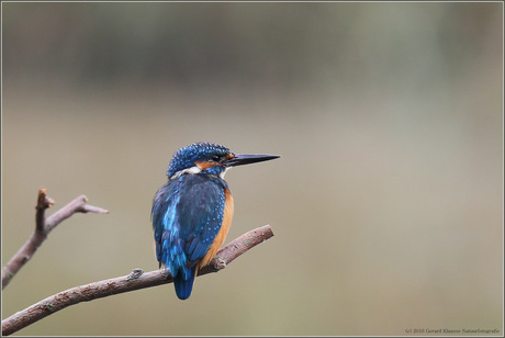 IJsvogel