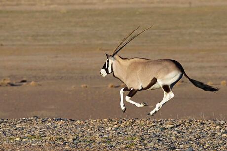 Namibië, Sossusvlei NP, Oryx in galop