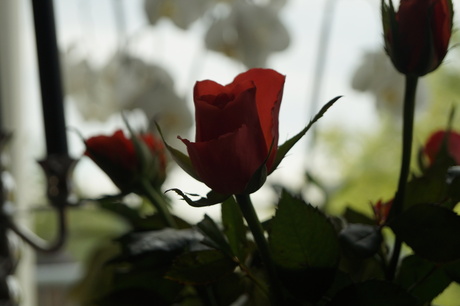La rose rouge...