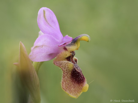 Wolzweverophrys